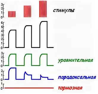 Фазы парабиоза. Фазы парабиоза физиология. парабиоз введенского физиология. парабиоз введенского фазы. лабильность парабиоз и его фазы физиология.