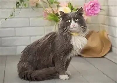 Котик лютик