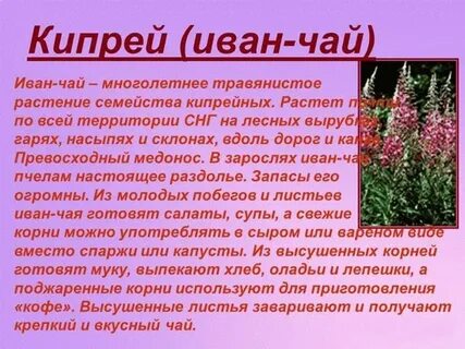 Кипрей 6 класс