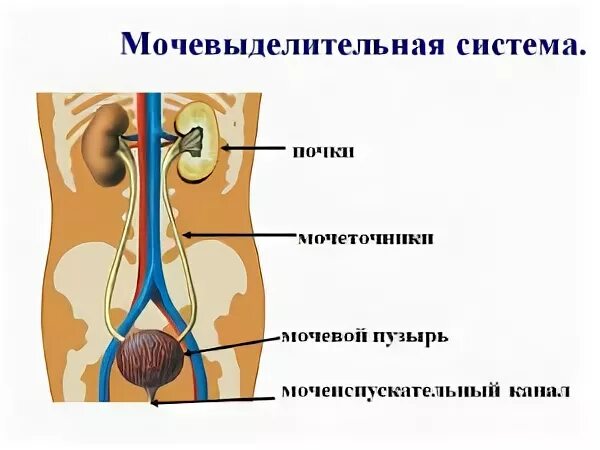 Строение мочевого пузыря мочеиспускательного канала. Мочевыделительная система мочеточники мочевой пузырь. Почки мочеточники мочевой пузырь. Функции почек мочеточников мочевого пузыря. Почки мочеточники мочевой пузырь мочеиспускательный канал.