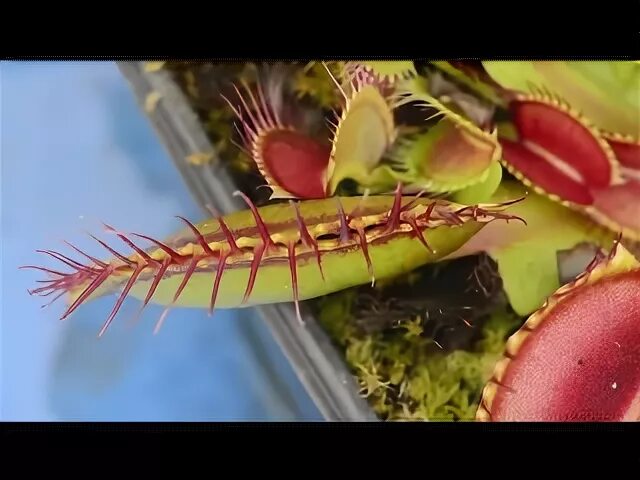 Millipede? Weird insects, Curious creatures, Centipede