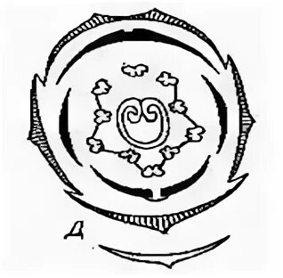 Формула бобовых растений. Жилкование бобовых. Классификация растения клевер луговой. Бобовые соцветие и плод. Клевер луговой формула цветка.