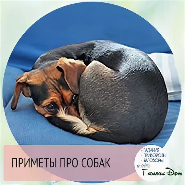 Приметы встретить собаку. Приметы про собак. народные приметы про собак. факты и приметы собаки. к чему приходит собака в дом примета чужая собака.