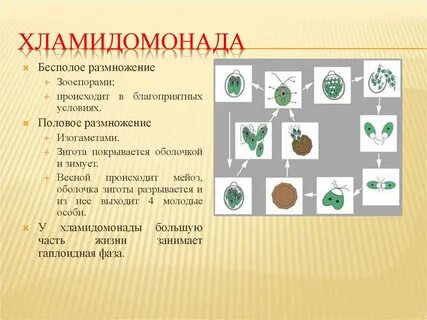 Систематика хламидомонады