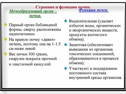Строение и функции почек биология 8 класс