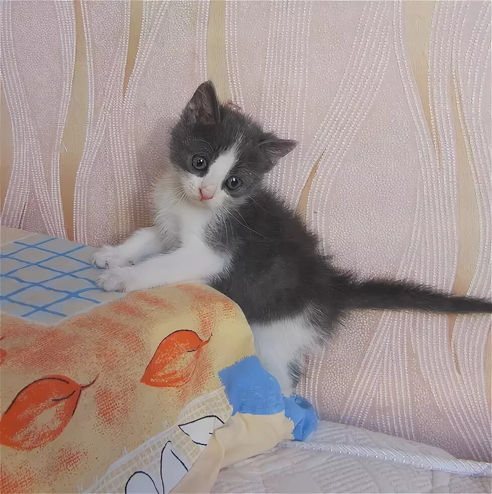 Белый котенок гладкошерстный. Белая кошек мальчик. Белый пушистый котенок. Белый котенок. Котята белые пушистые с пятнышками.