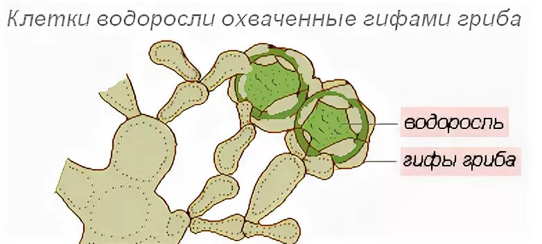 Тест по биологии водоросли