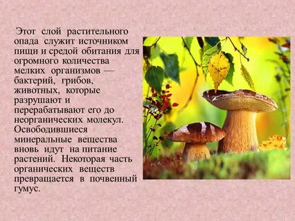 Грибы среда
