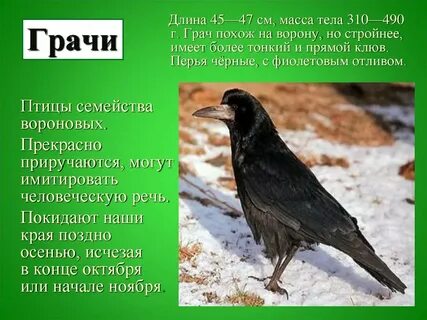 Рассказать о грачах