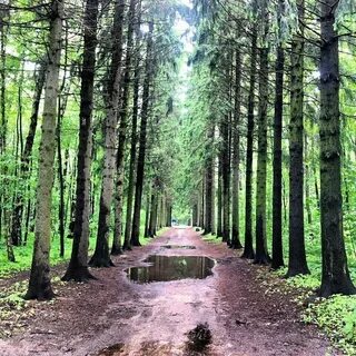 Дендропарк в бирюлево