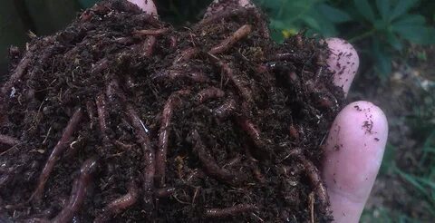 Plants dead