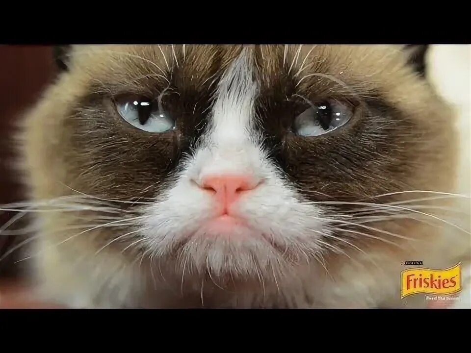 Злой кот мем 2025 Новый Grumpy Cat: трогательная история кошки Meow Meow, ради которой хозяйке при
