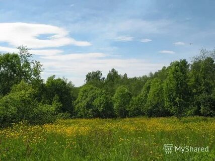 Лесная поляна кучино
