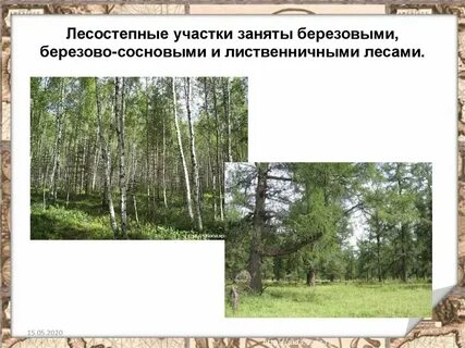 В лесной зоне преобладают