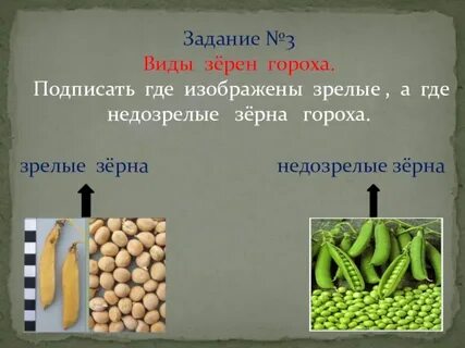Горох расстояние
