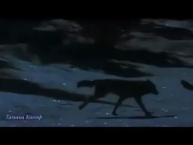 Майданов сердце волка