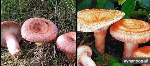 Волнушки и рыжики отличие