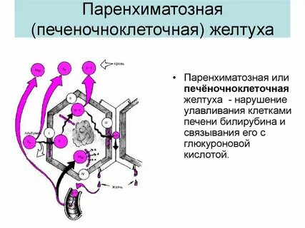 Печеночный билирубин