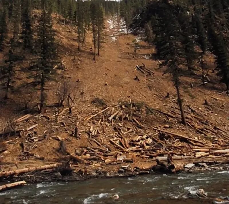 Вырубка лесов в верховьях малых рек. Рубка деревьев. Вырубка карпатских лесов на украине. Вырубка деревьев на склонах рек. Сплошная рубка леса.