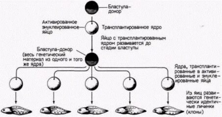 Получение фракции ядер метод биологии. Этапы трансплантации ядра яйцеклетки лягушки с помощью микропипетки. метод трансплантации ядер как происходил эксперимент.