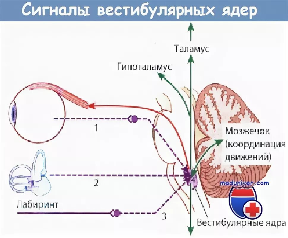 Оценка вестибулярного аппарата. Исследование функции вестибулярного анализатора. Ядра вестибулярного анализатора. Вестибулярный аппарат вестибулярные ядра. Строение вестибулярного аппарата.