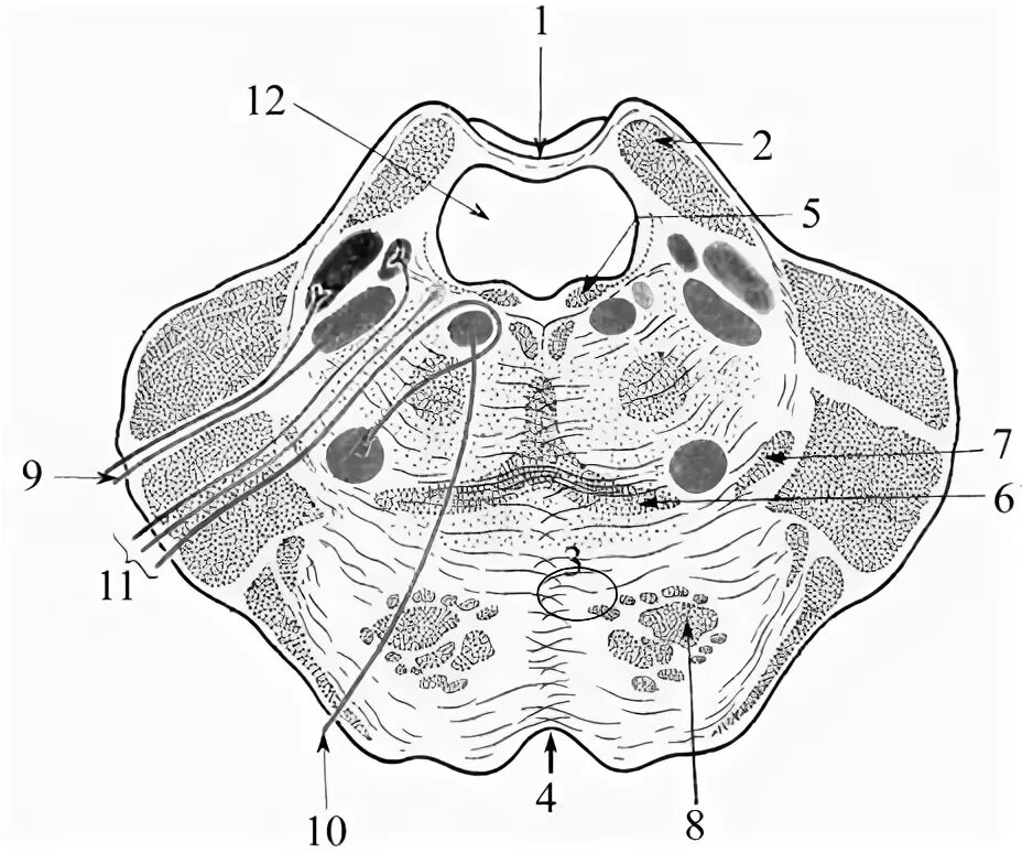 Ядра моста мозга. Поперечный срез моста мозга. Поперечный срез моста. Варолиев мост анатомия поперечный. Продолговатый мозг и варолиев мост.