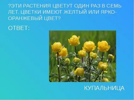 Один раз в год цветут
