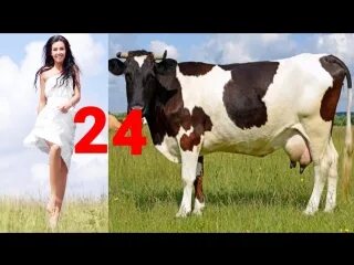 У коровы 4 а у женщины 2. Чипы для крс. У быка позади. Шутки про коров. Корова отелилась приколы.