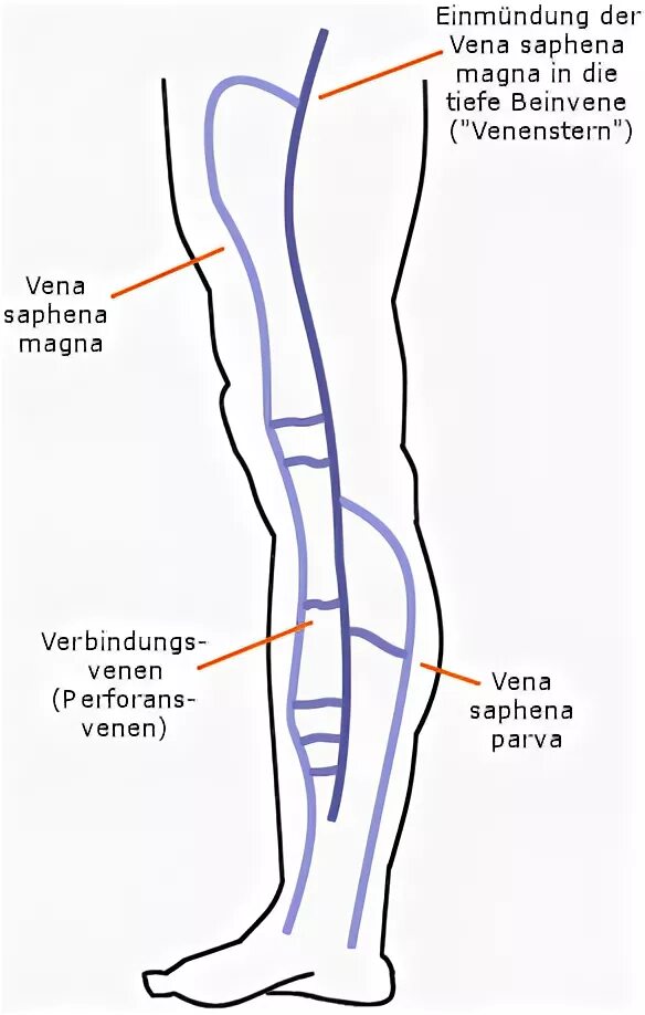 Vena saphena. Сафена Магна. Вена сафена Магна.