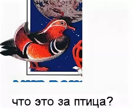У нашего общительного попугая много