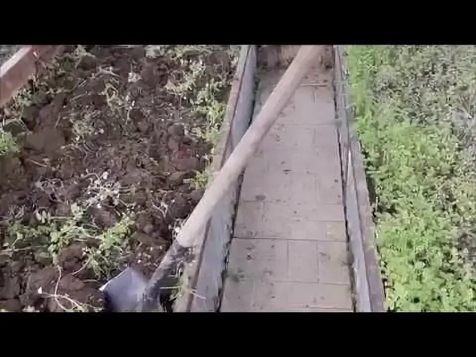 Перекапывают ли фацелию под зиму