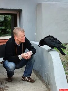 Город ворона