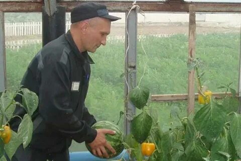 Можно огурцы сажать дынями