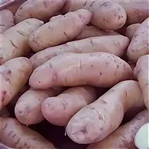 Описание сорта картофеля балтик роуз характеристика отзывы