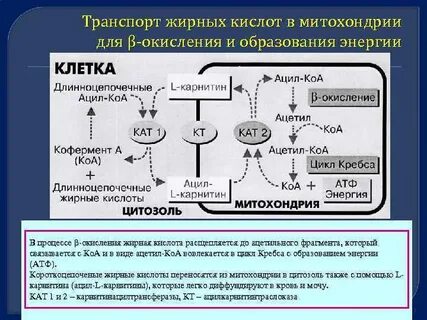Окисление глюкозы в митохондриях клеток