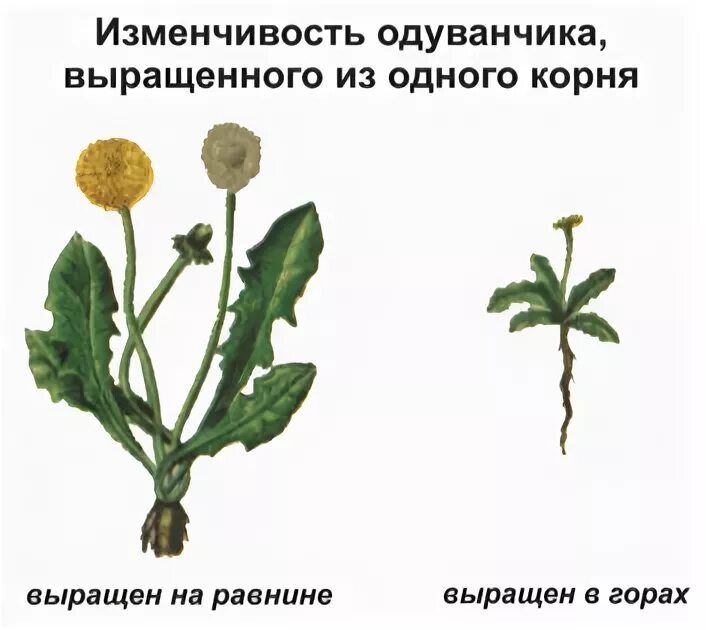 Лабораторная работа выявление наследственных