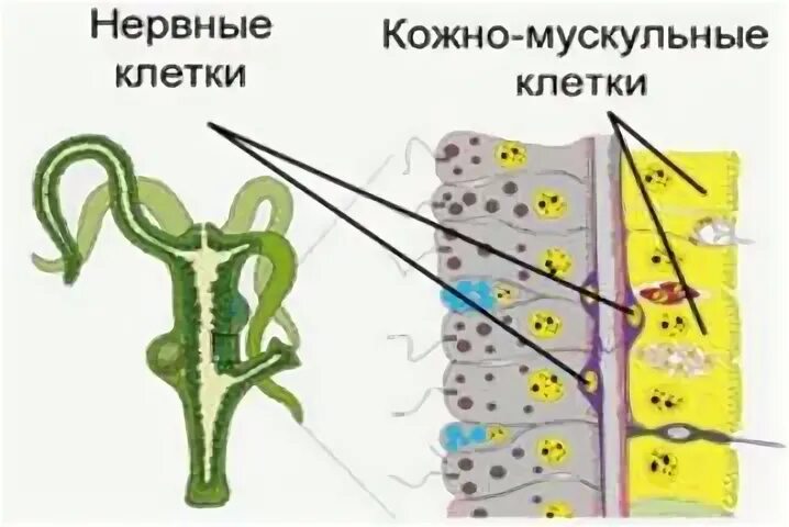 Слой тела эпителиально мускульные клетки
