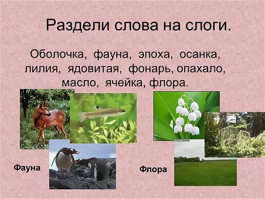 разделить на слоги слово ирисы. определи количество слогов в словах. цветы слоги. перенос слова чайка. разделить на слоги слово ирисы.