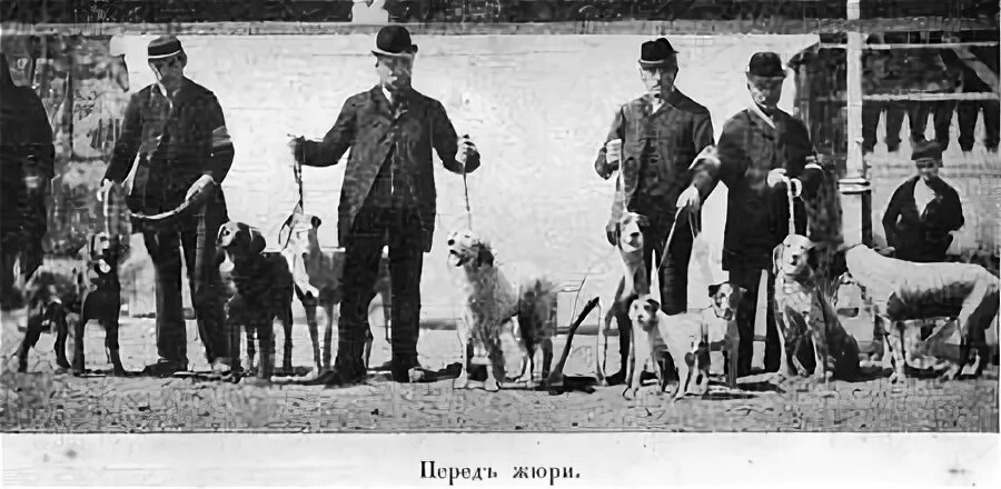 Первая выставка собак. Первая выставка собак 1874. Выставки собак в 19 веке. Выставка собак 19 век.