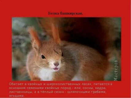 Белка красная книга