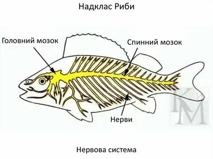 Отделы нервной системы рыб