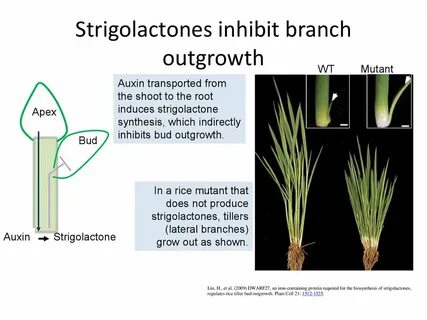 Plant systems