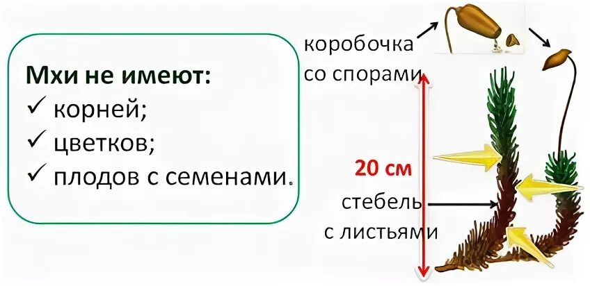 У мхов нет цветков и плодов?. Мхи имеют корень стебель и листья. У мхов есть корни.