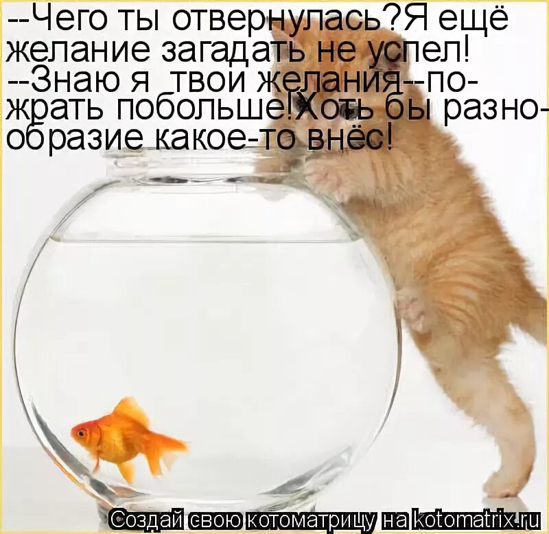 Твои чувства твои желания мои чувства. Открытка исполнения желаний. Золотая рыбка исполняет желания. Кот дарит золотую рыбку. Рыбка исполняющая желания.