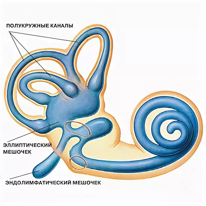 Три полукружных канала в ухе. Перепончатые полукружные протоки. Эллиптический мешочек внутреннего уха. Эллиптический мешочек преддверия. Сферический и эллиптический мешочки.