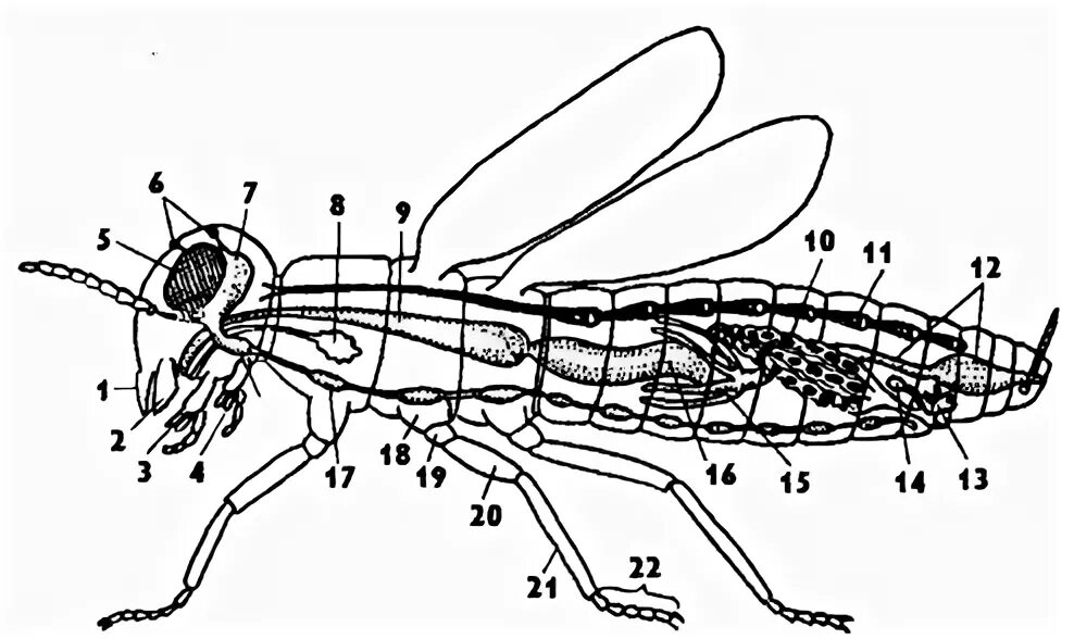 схема внутреннего строения насекомого. выделительная система кузнечика. саранча пустынная кровеносная система. кровеносная система насекомых 7 класс биология. членистоногие строение пищеварительной системы.