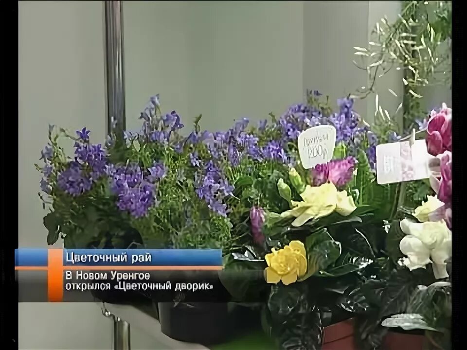Цветок уренгоя детский сад новый уренгой. Салехард растительность. Цветок уренгоя детский сад новый уренгой. Цветок уренгоя садик. Цветок уренгоя.