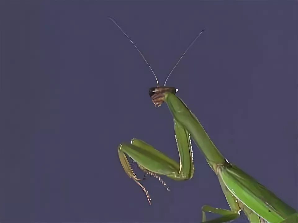 Mantis animations. Phyllocrania paradoxa. Ghost Mantis l5.