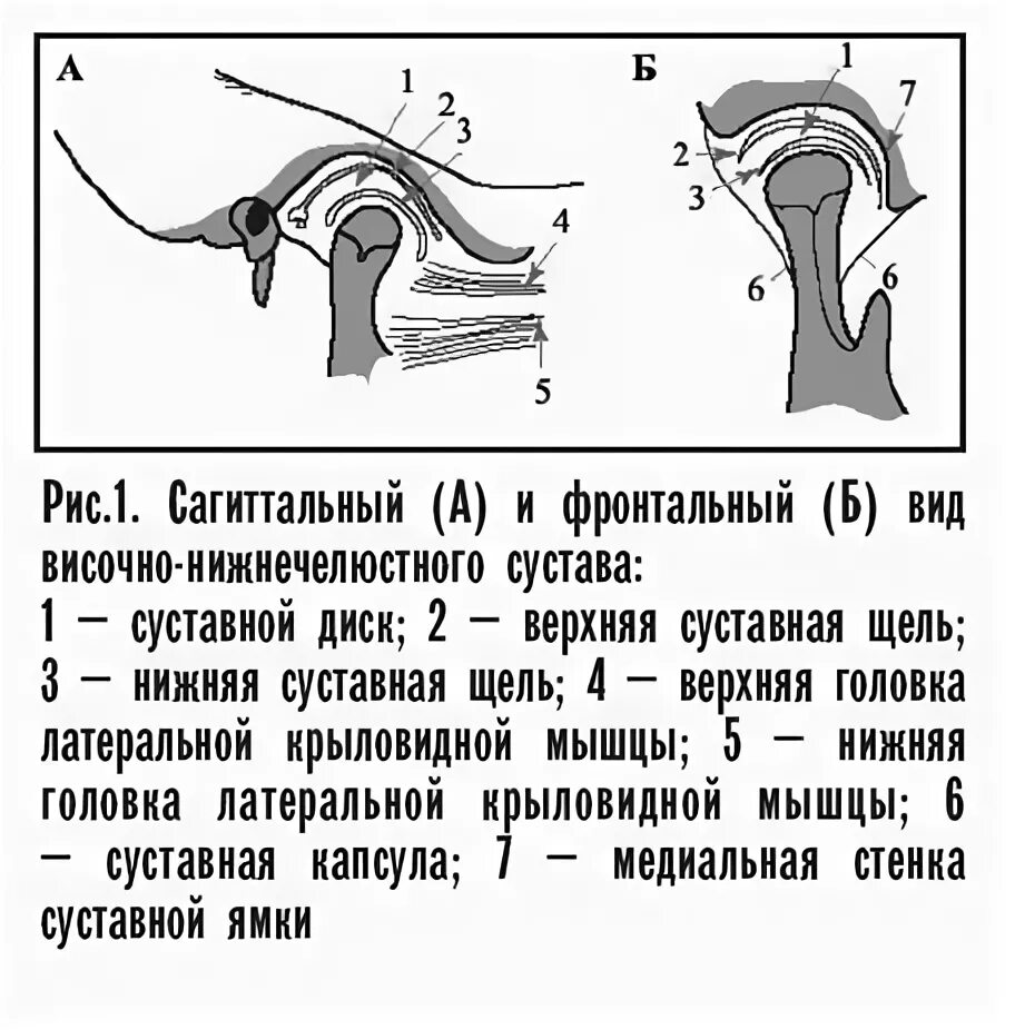 Суставной бугорок ВНЧС. Функциональная анатомия височно-нижнечелюстного сустава. Суставные ямки ВНЧС. Строение суставного бугорка.