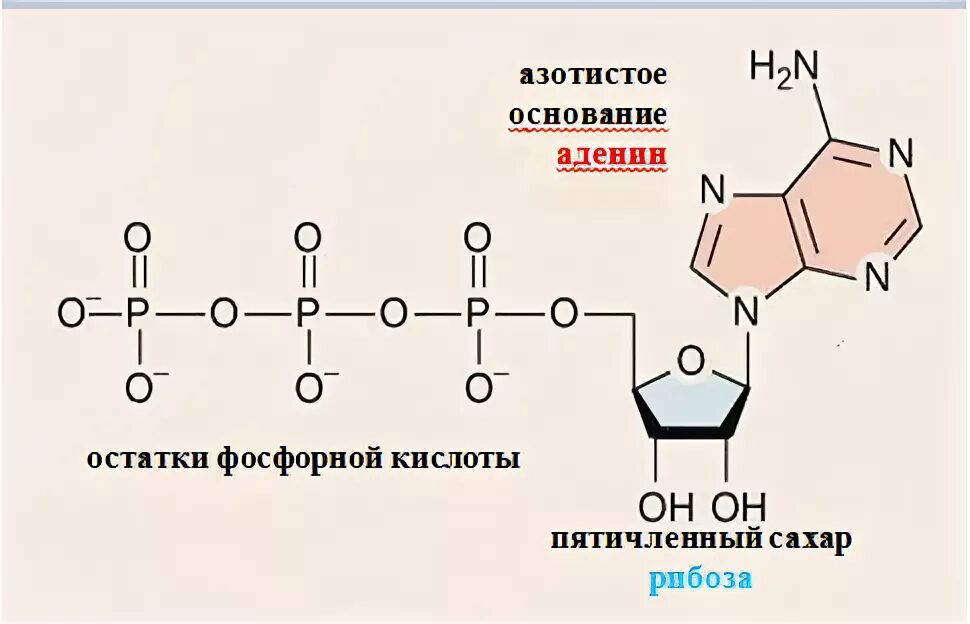 Атф азотистое. Аденин рибоза 3 остатка фосфорной кислоты. АТФ фосфорная кислота. Аденин рибоза остаток фосфорной кислоты. Гистидин из рибозо 5 фосфат.